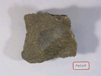 海扇類化石藏品圖，第2張
